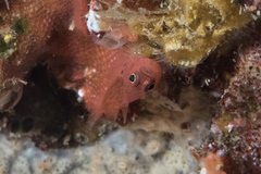 Trimma macrophthalmus