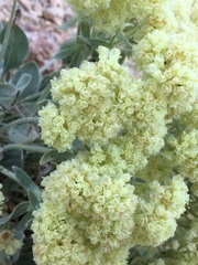 Eriogonum robustum