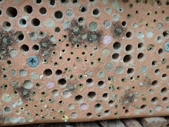 Chelostoma florisomne