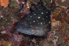Epinephelus coeruleopunctatus
