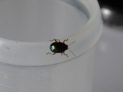 Basilepta fulvipes