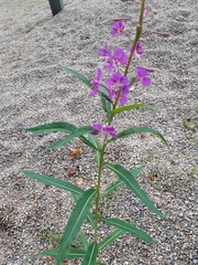 Chamaenerion angustifolium