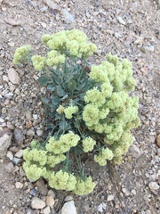 Eriogonum robustum