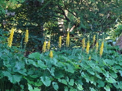 Ligularia przewalskii