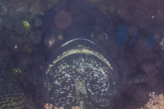 Epinephelus lanceolatus