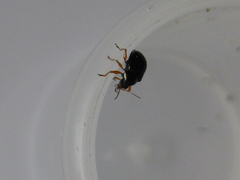 Basilepta fulvipes