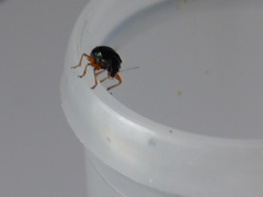 Basilepta fulvipes