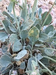 Eriogonum robustum