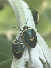 Cosmopepla decorata