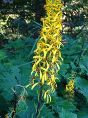 Ligularia przewalskii