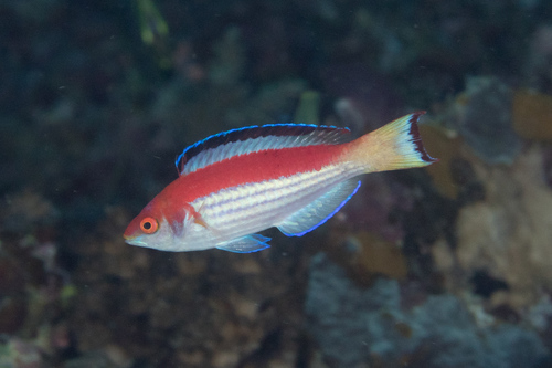 Marjorie's fairy wrasse (Cirrhilabrus marjorie) — Labridae — 3