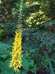 Ligularia przewalskii