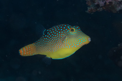 Canthigaster solandri