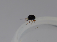 Basilepta fulvipes