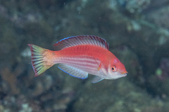 Cirrhilabrus marjorie