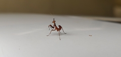Mantodea