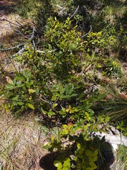 Quercus vacciniifolia