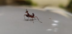 Mantodea