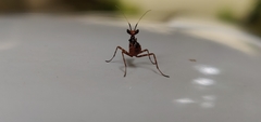 Mantodea