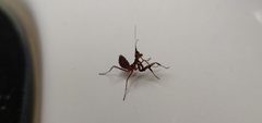 Mantodea