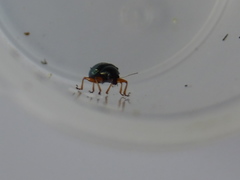 Basilepta fulvipes
