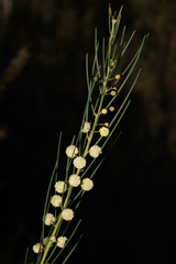 Acacia ptychoclada