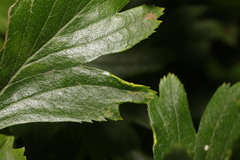 Phyllocoptes goniothorax