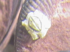 Chthamalus antennatus