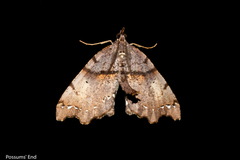 Chalastra pellurgata