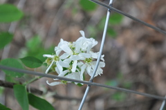 Amelanchier interior