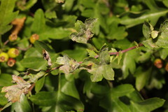 Podosphaera clandestina