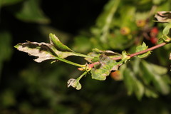 Podosphaera clandestina