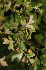 Podosphaera clandestina