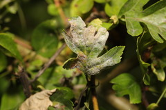 Podosphaera clandestina