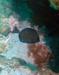 Prionurus maculatus