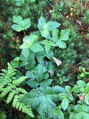 Rubus humulifolius