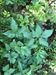 Rubus humulifolius