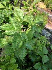 Rubus humulifolius