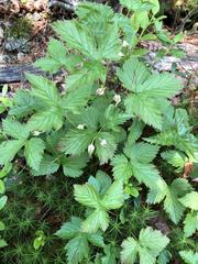Rubus humulifolius