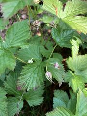Rubus humulifolius