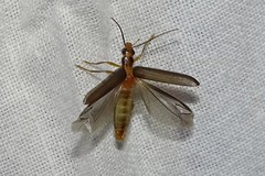 Nacerdes carniolica