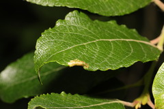 Phyllonorycter salictella