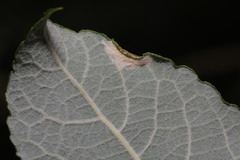 Phyllonorycter salictella