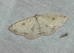 Cyclophora albipunctata
