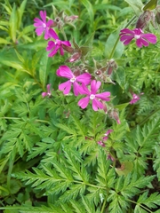 Silene dioica