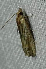 Eucosma cana