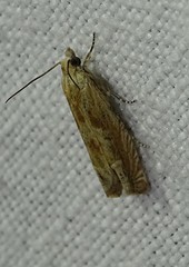 Eucosma cana