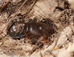 Euastacus