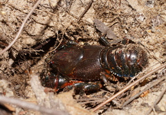 Euastacus