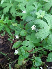 Stellaria graminea